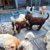 Lagotto Romagnolo puppies photo 6