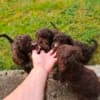 Lagotto Romagnolo puppies photo 7