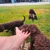 Lagotto Romagnolo puppies photo 8
