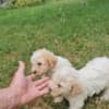 Lagotto Romagnolo puppies photo 9