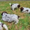 Lagotto Romagnolo puppies photo 10