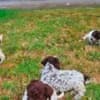 Lagotto Romagnolo puppies photo 11