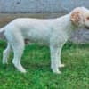 Lagotto Romagnolo puppies photo 12