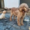 Lagotto Romagnolo puppies photo 13