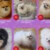 Pomeranian Kennel for Sale photo 1