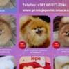 Pomeranian Kennel for Sale photo 2
