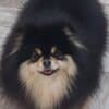 Pomeranian Kennel for Sale photo 3