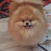 Pomeranian Kennel for Sale photo 4