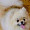 Pomeranian Kennel for Sale photo 5