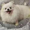 Pomeranian Kennel for Sale photo 6