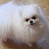 Pomeranian Kennel for Sale photo 7