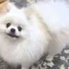Pomeranian Kennel for Sale photo 8