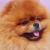 Pomeranian Kennel for Sale photo 10