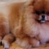 Pomeranian Kennel for Sale photo 11