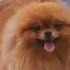 Pomeranian Kennel for Sale photo 12