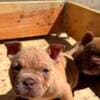 American bully exotic-micro puppies photo 1