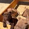 American bully exotic-micro puppies photo 2