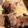 American bully exotic-micro puppies photo 3