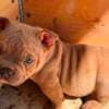 American bully exotic-micro puppies photo 4