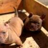American bully exotic-micro puppies photo 5