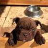 American bully exotic-micro puppies photo 6