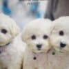 Bichon Frise Beautiful Puppies photo 1