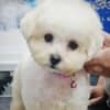 Bichon Frise Beautiful Puppies photo 2
