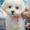 Bichon Frise Beautiful Puppies photo 3