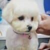 Bichon Frise Beautiful Puppies photo 4