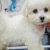 Bichon Frise Beautiful Puppies photo 5