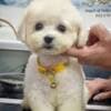 Bichon Frise Beautiful Puppies photo 6