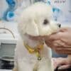Bichon Frise Beautiful Puppies photo 7