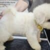 Bichon Frise Beautiful Puppies photo 8