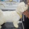 Bichon Frise Beautiful Puppies photo 9