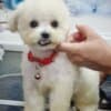 Bichon Frise Beautiful Puppies photo 10