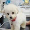 Bichon Frise Beautiful Puppies photo 11