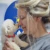 Bichon Frise Beautiful Puppies photo 12