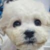 Bichon Frise Beautiful Puppies photo 14