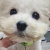 Bichon Frise Beautiful Puppies photo 15