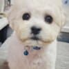 Bichon Frise Beautiful Puppies photo 16