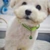 Bichon Frise Beautiful Puppies photo 17