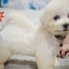 Bichon Frise Beautiful Puppies photo 18