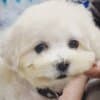 Bichon Frise Beautiful Puppies photo 19