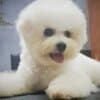 Bichon Frise Beautiful Puppies photo 20