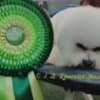 Bichon Frise Beautiful Puppies photo 21