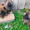 Chow Chow puppies photo 1