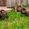Chow Chow puppies photo 2