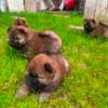 Chow Chow puppies photo 3