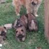 Chow Chow puppies photo 4