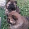 Chow Chow puppies photo 5